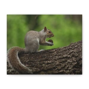 walnut thief
